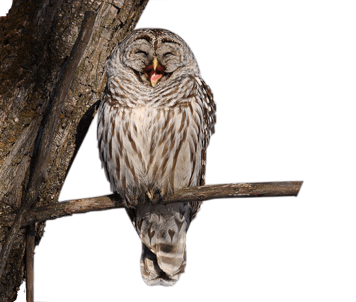 owl