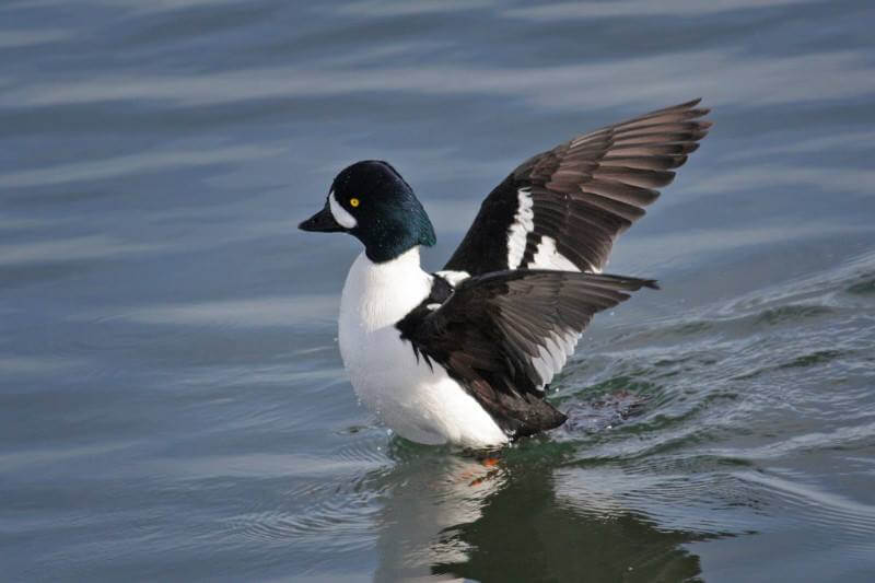 Barrow's Goldeneye