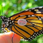A monarch sits on a person's finger. The monarch has a small, circular tag on its wing.
