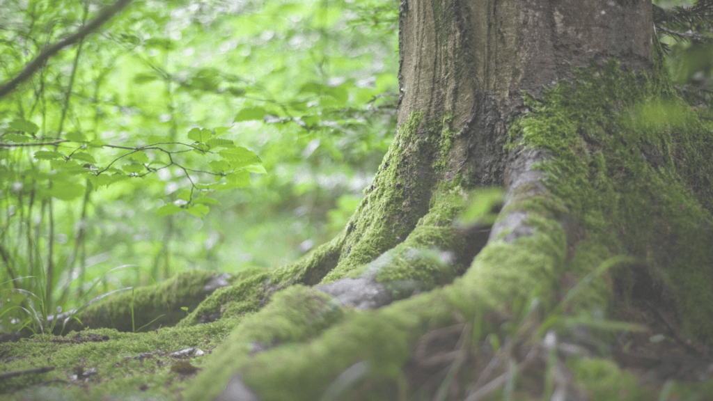 D’importants groupes de conservation demandent aux candidats de l’élection fédérale de s’engager à agir pour la protection de la nature et le changement climatique.