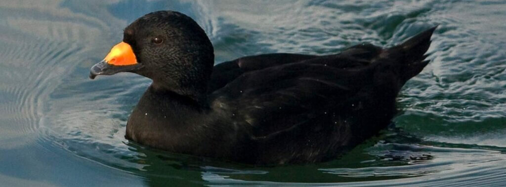 Black Scoter on Restigouche River, New Brunswick