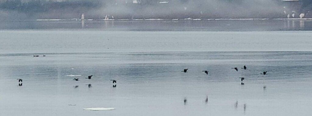 Cormorants on the Restigouche River, New Brunswick
