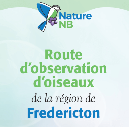 Fredericton - Route d'observation d'oiseaux