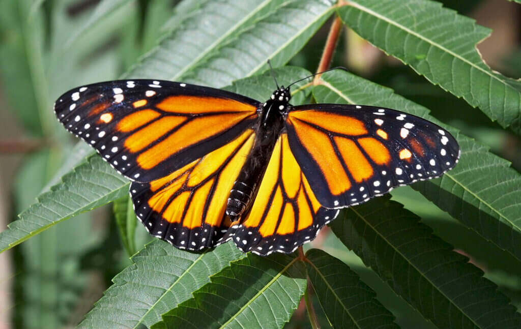 Monarch Butterfly
