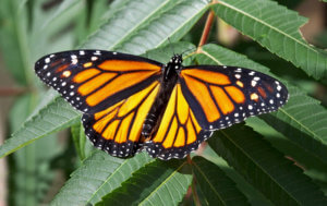 A monarch butterfly sits on a leaf.