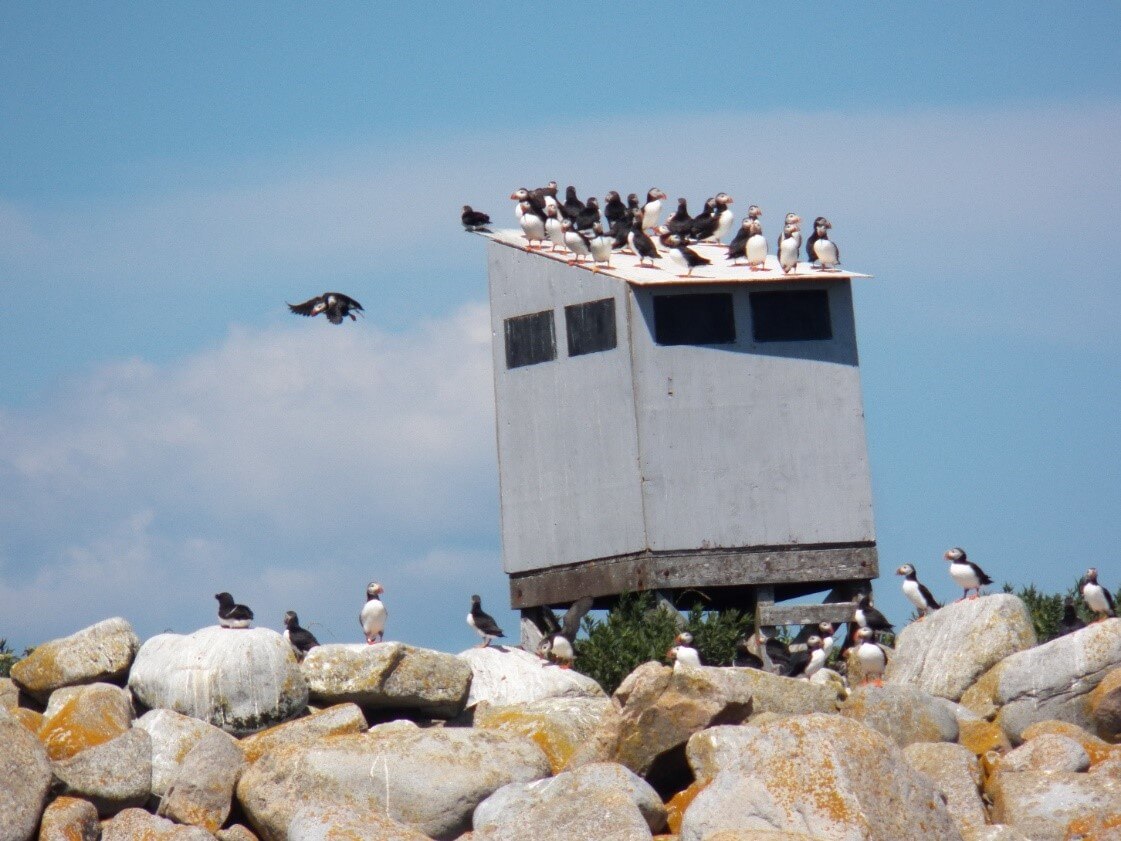 Observation Blinds at Machias Seal Island, Photo by Mark Baran