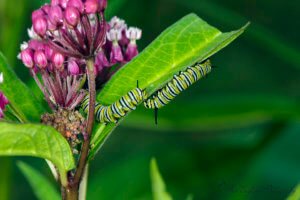 Monarch caterpillar / Chenille de monarque