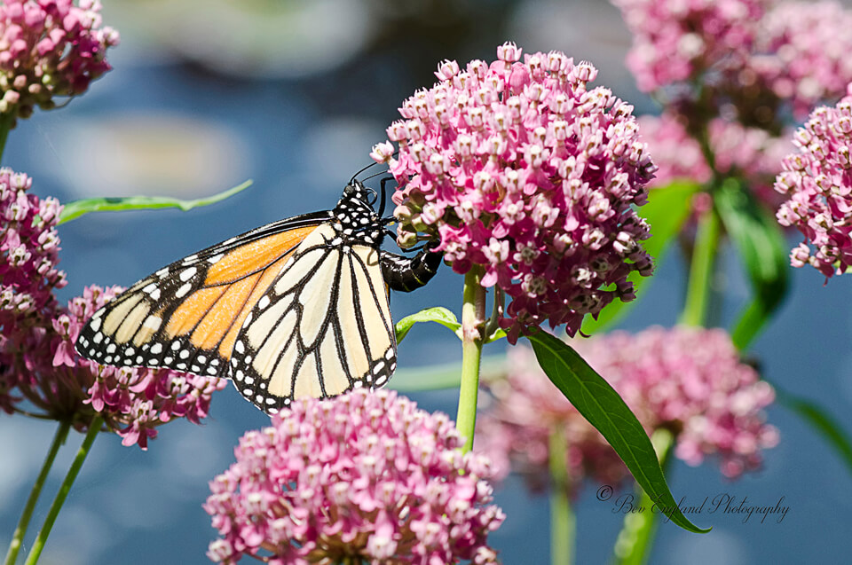 Monarch Butterfly / Papillon monarque