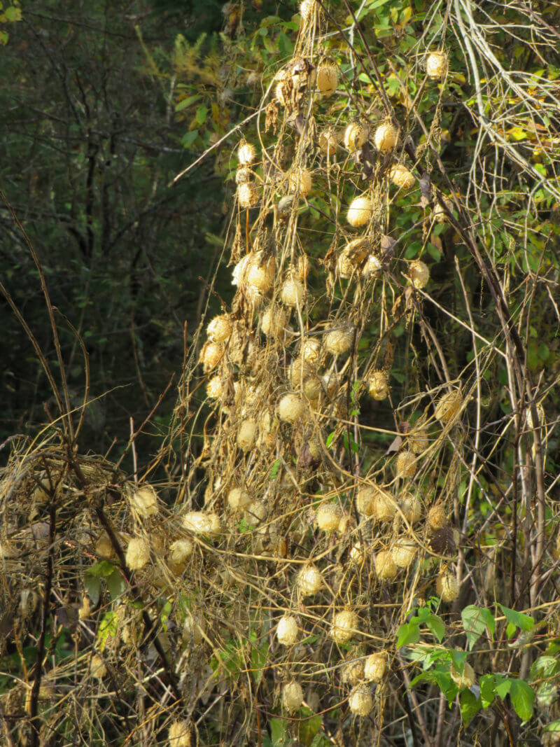 NB Naturalist Feature Blackcapped Chickadees Foraging for Wild Cucumber Seeds Nature NB