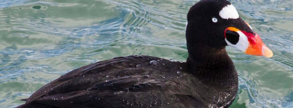 A surf scoter, one of the coolest birds Ashley has seen when surveying