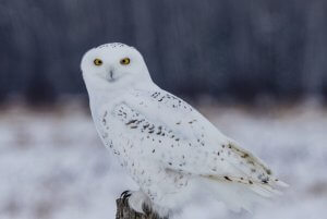Snowy Owl